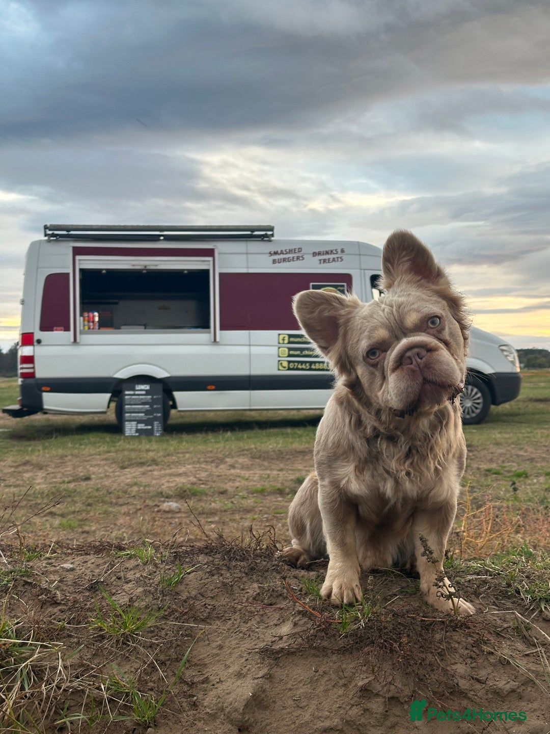 French Bulldog dogs for stud: French bulldog  - Image 2