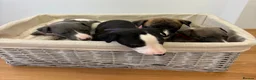 Whippet dogs for sale: Whippet puppies  - Advert 26