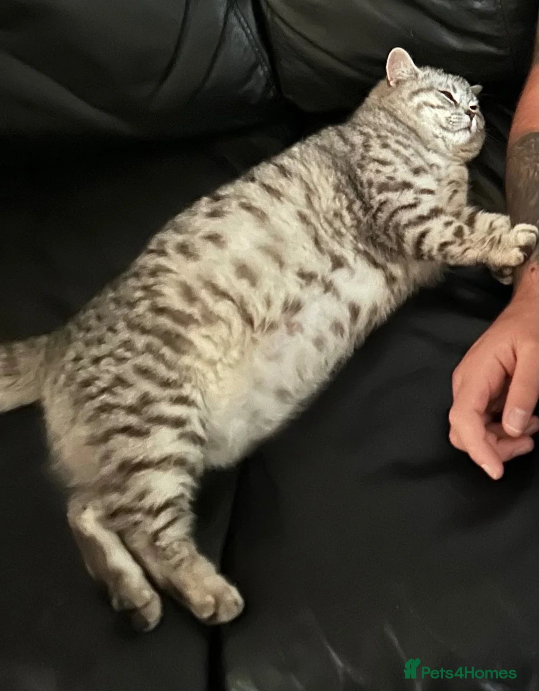 British Shorthair cats for sale: Nellie and Nero GCCF Top Quality Silver Tabbies  - Advert 2