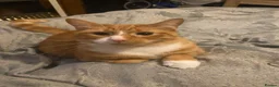 Domestic Shorthair cats for sale: Ginger Male Cat in Kidderminster - Advert 29