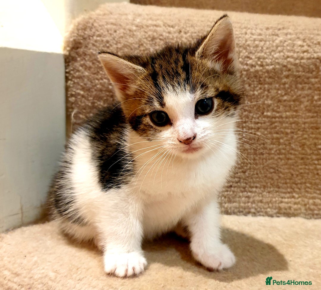 Mixed Breed cats for sale: Adorable trio of kittens  - Image 4