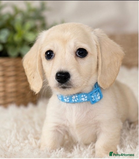 Miniature Dachshund dogs 1 Cream Mini boy - Advert 1