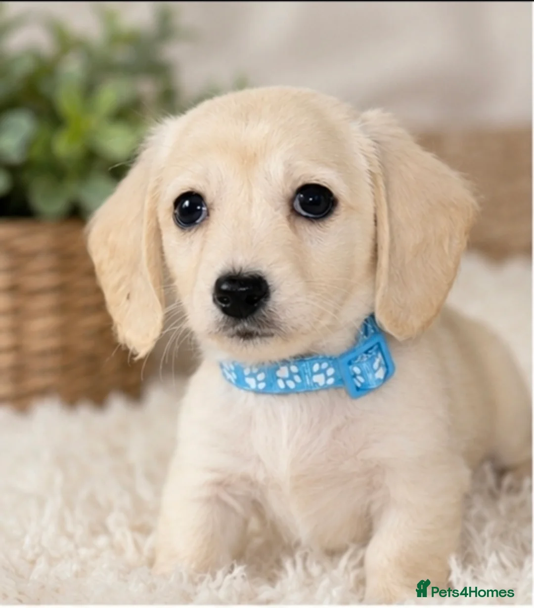 Miniature Dachshund dogs for sale: 1 Cream Mini boy - Advert 1