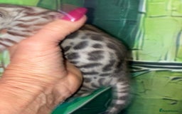 Bengal cats for sale: Beechwood Bengals  stunning SILVER kittens - Image 12