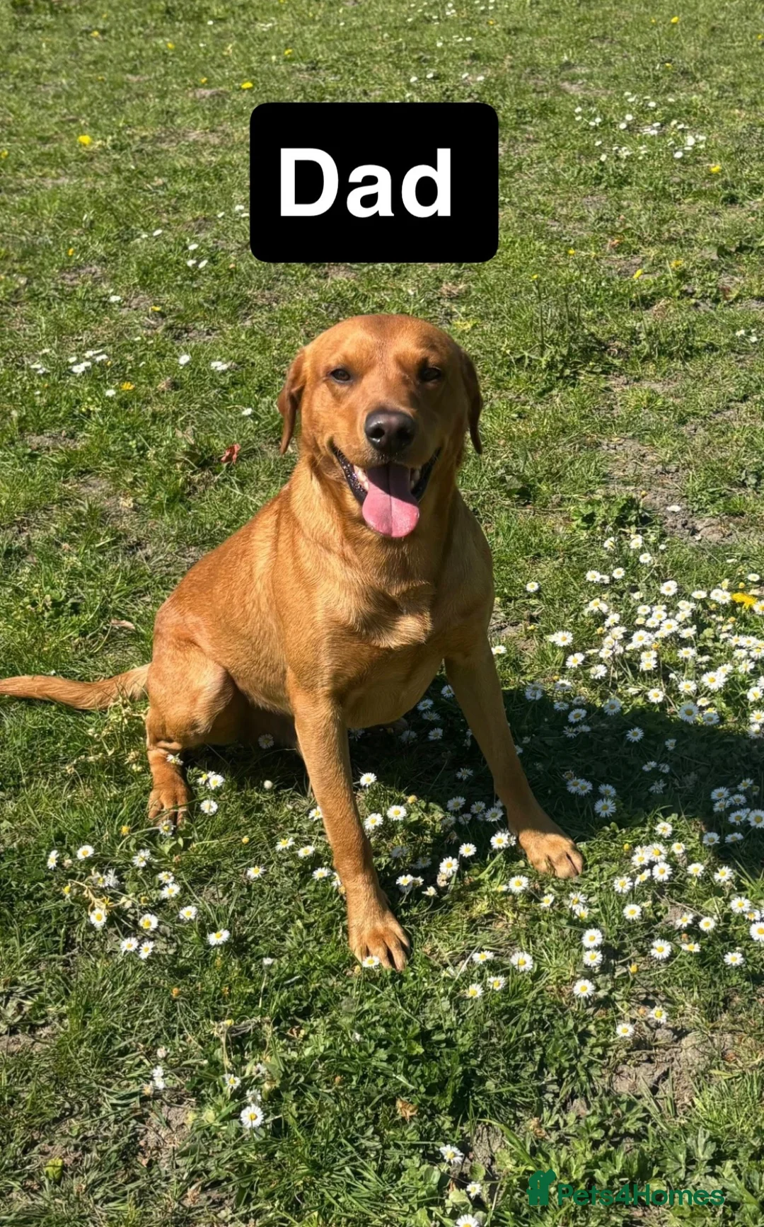 Labrador Retriever dogs for sale: Labrador puppies  - Advert 6