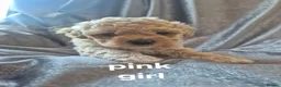 Poochon dogs for sale: Toy poochon puppies  in Gloucester - Advert 9
