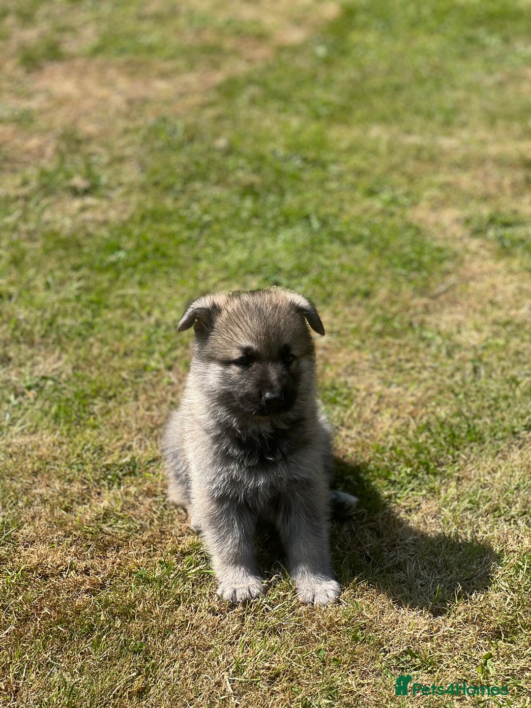 German Shepherd dogs for sale: ❤️KC HEALTH TESTED PARENTS ❤️ - Image 12