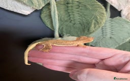 Gecko reptiles for sale: Baby crested geckos, mixed morphs in Wolverhampton - Image 5