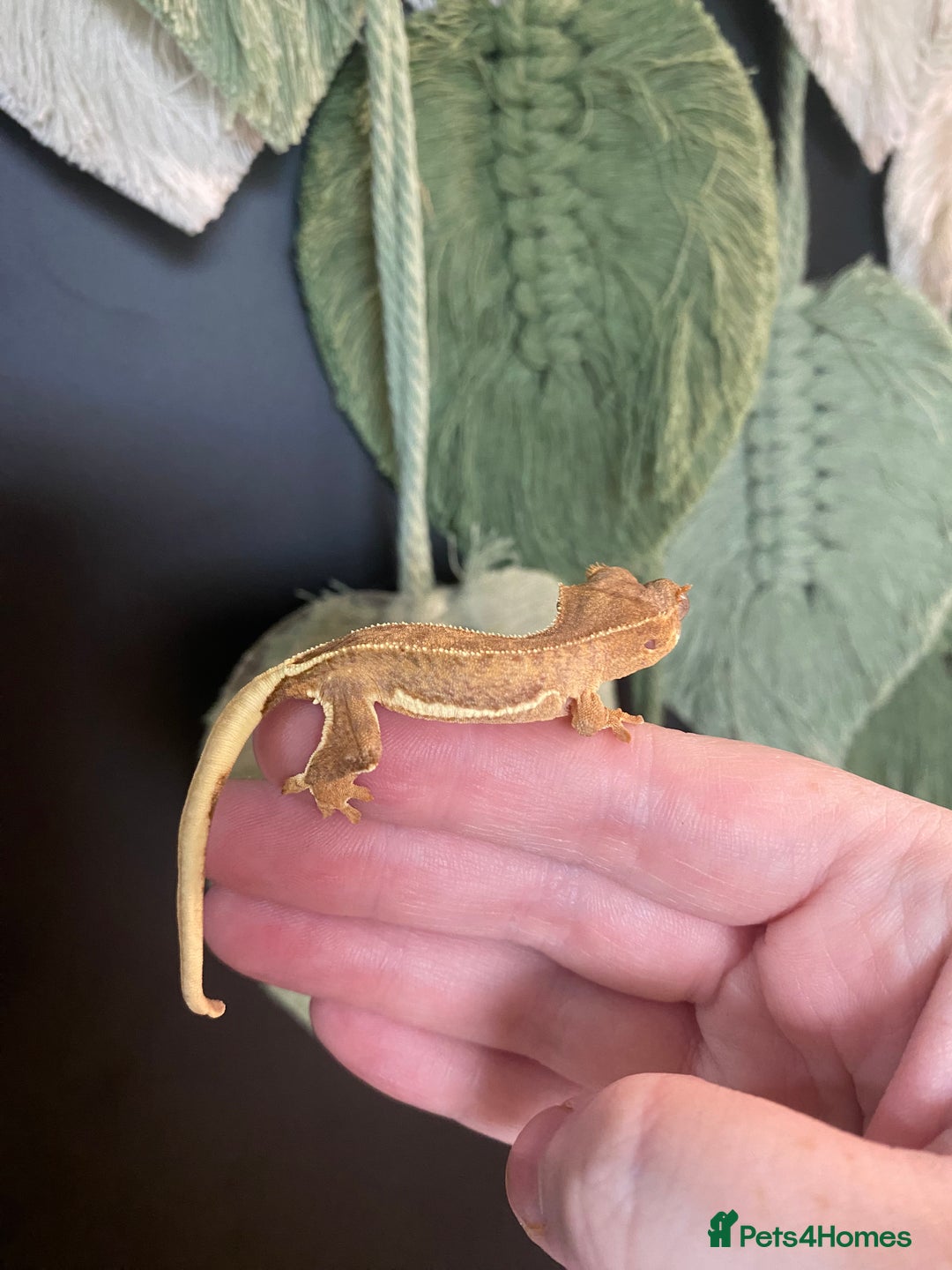 Gecko reptiles for sale: Baby crested geckos, mixed morphs in Wolverhampton - Image 5