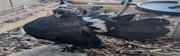 Pigeons birds for sale: Indian Fantails bonded breeding pair - Advert 1