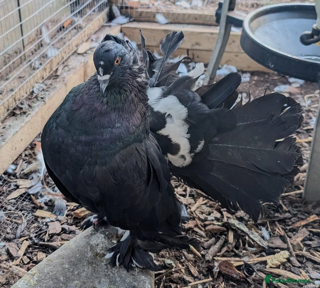 Pigeons birds for sale: Indian Fantails bonded breeding pair - Advert 1