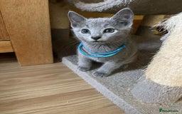 Russian Blue cats for sale: TICA REGISTERED Pure Breed Russian Blue Kittens - Image 12