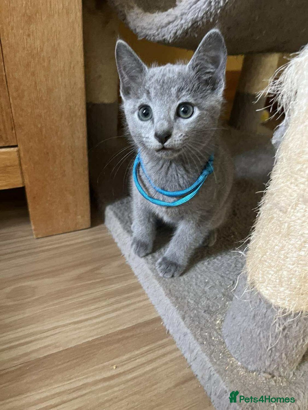 Russian Blue cats for sale: TICA REGISTERED Pure Breed Russian Blue Kittens - Image 12