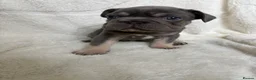 French Bulldog dogs for sale: ❤️READY TO LEAVE French-bulldog puppies ❤️ - Advert 6