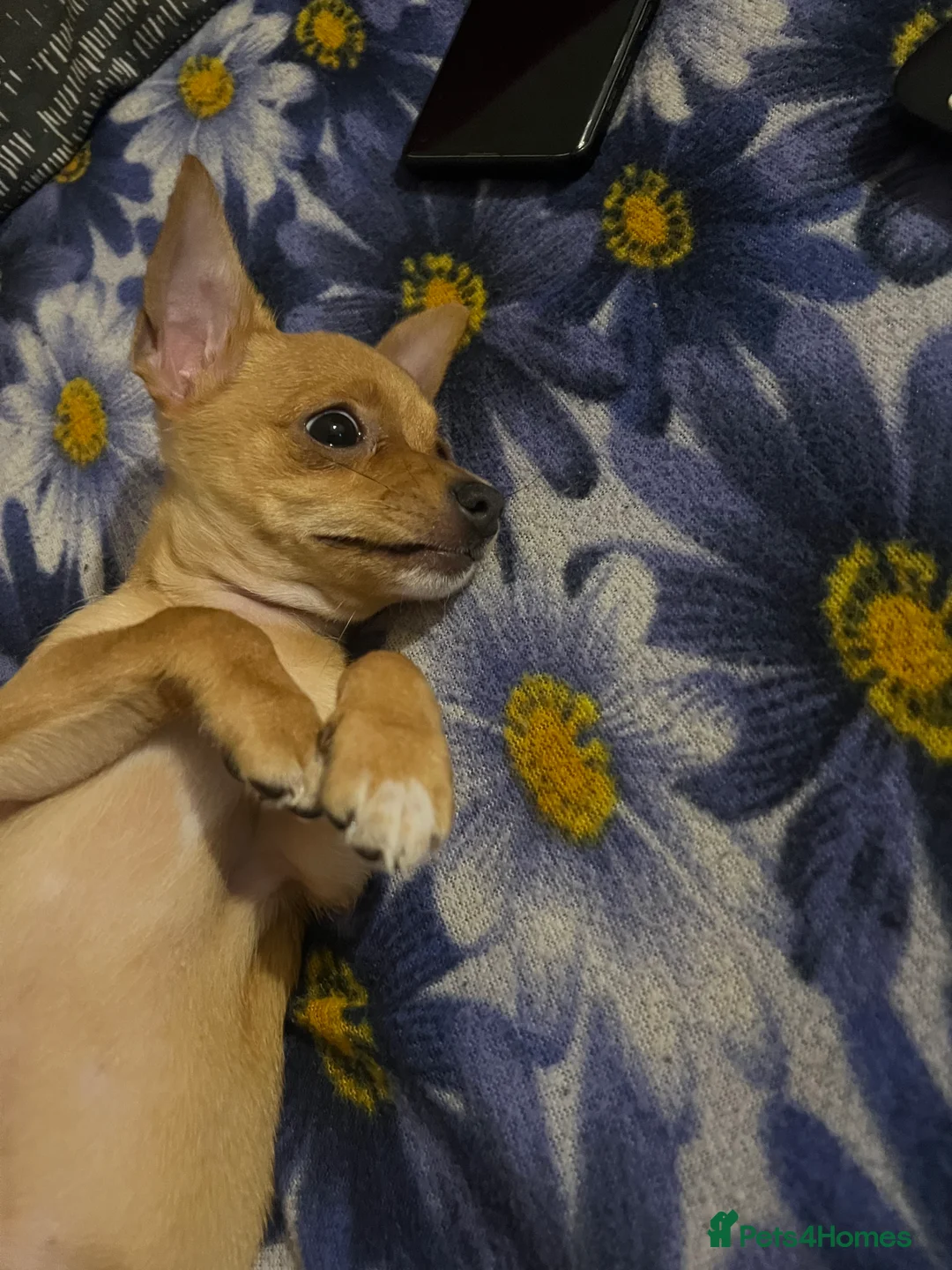 Pomchi dogs for sale: A boy  in Wisbech - Advert 2