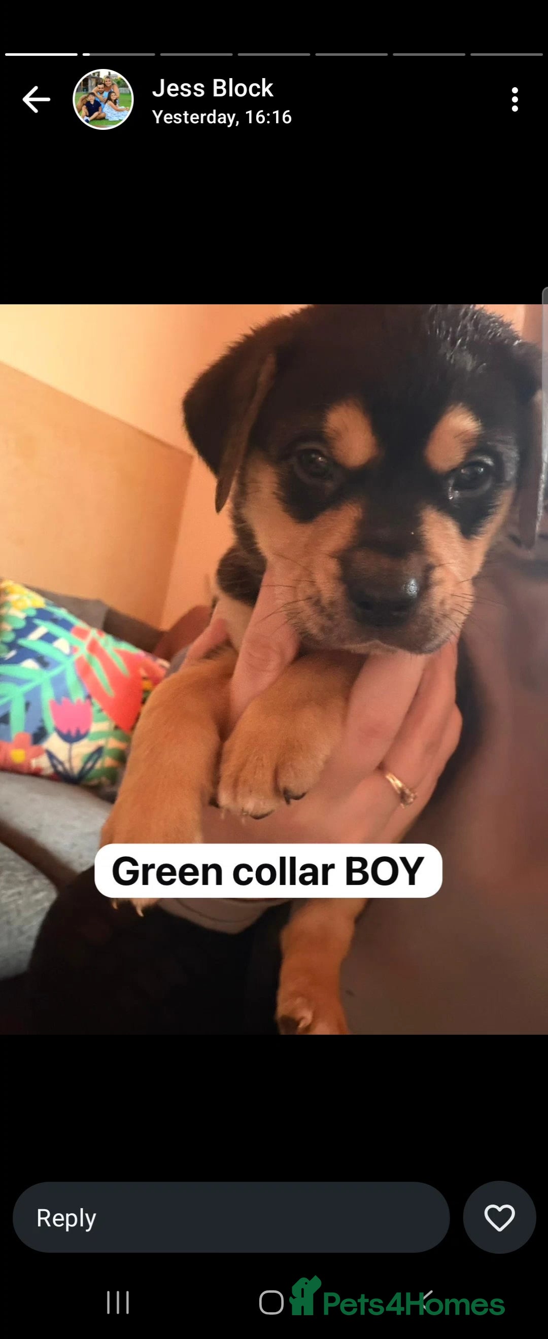 Mixed Breed dogs for sale: Puppies for sale - Advert 26