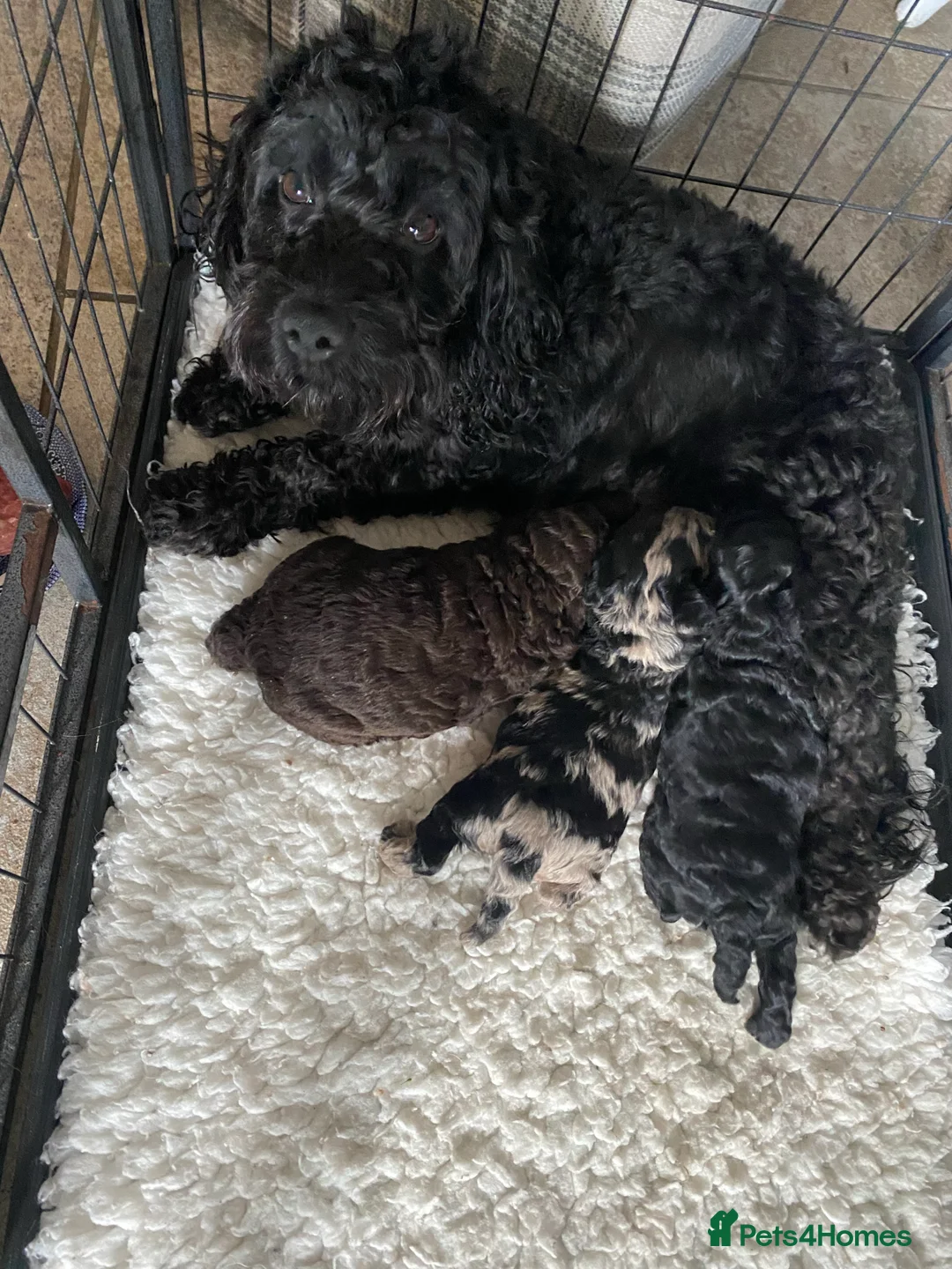Poodle dogs for stud: Miniature rare chocolate merle health tested stud in Maesteg - Advert 10