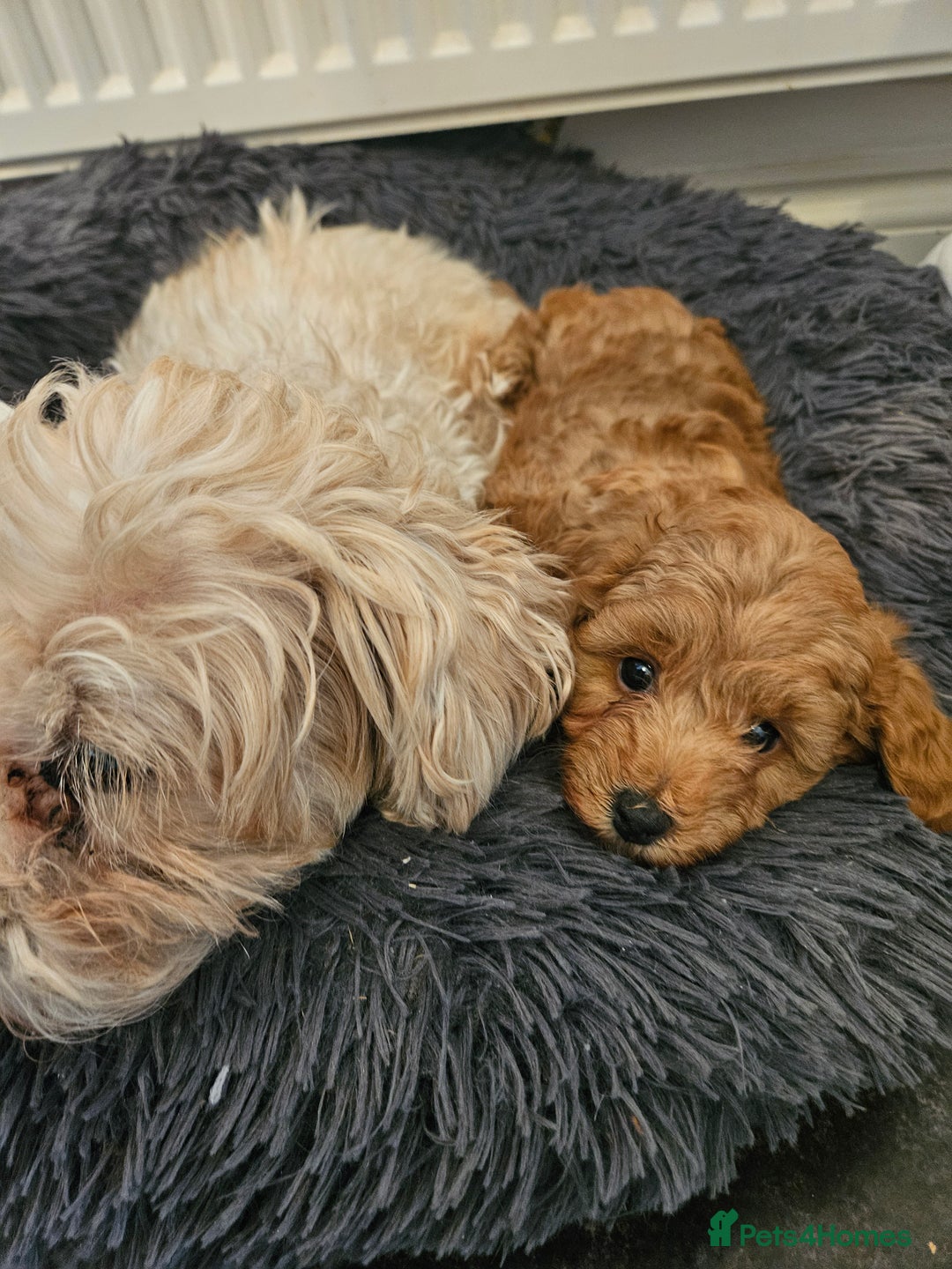 Maltipoo dogs for sale: Stunning Maltipoo Puppies ❤️  - Image 2