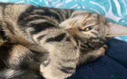 Mixed Breed cats for sale: Beautiful Fluffy Kittens - Advert 6