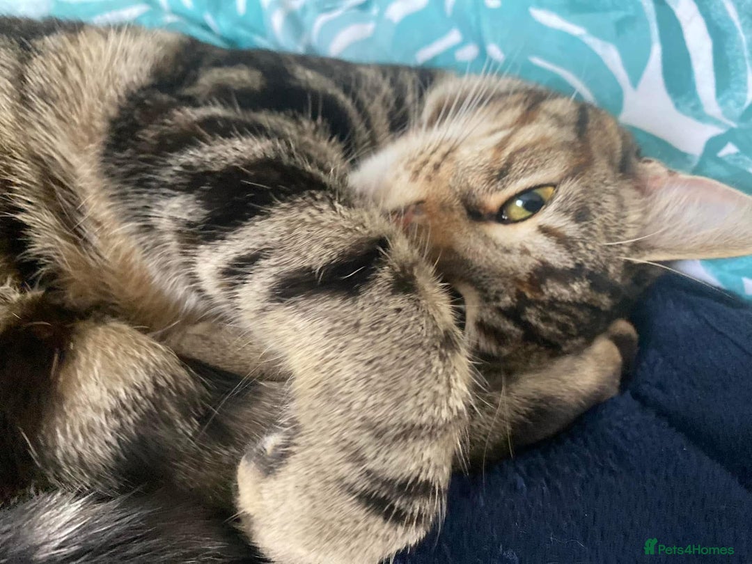 Mixed Breed cats for sale: Beautiful Fluffy Kittens - Advert 6