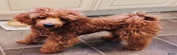 Cockapoo dogs for sale: Adorable Cockapoos’s ready now - Advert 5