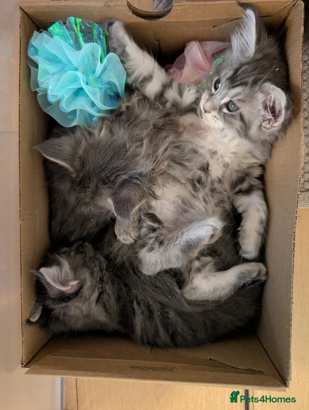 Maine Coon cats for sale: PURE BREED MAINE COON KITTENS READY EARLY MARCH - Advert 4