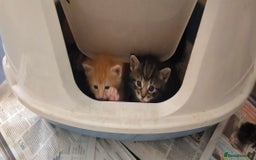 Ragdoll cats for sale: Beautiful Ragdoll x Kittens  - Advert 14