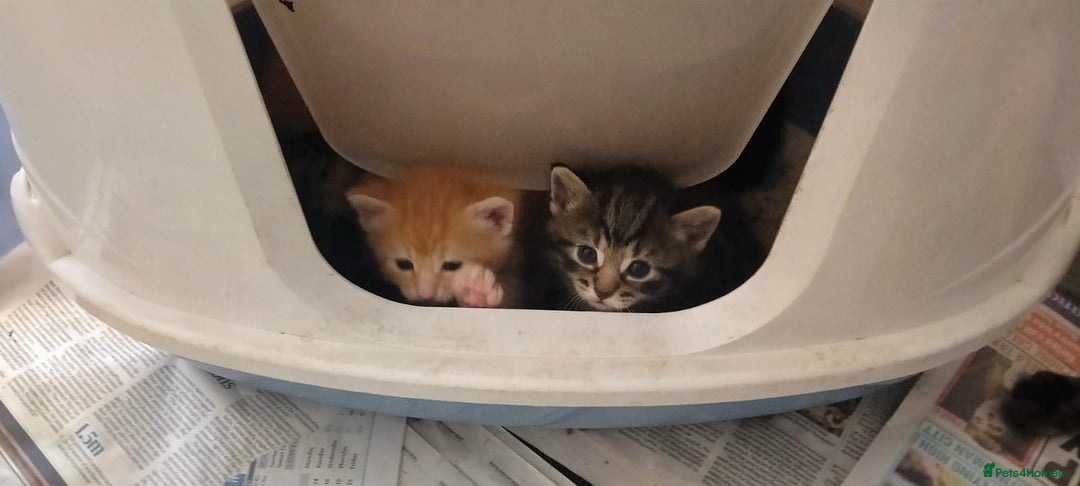 Ragdoll cats for sale: Beautiful Ragdoll x Kittens  - Advert 14