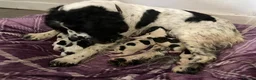 English Springer Spaniel dogs for stud: English Springer Spaniel For Stud - Health Tested in Kirriemuir - Advert 12