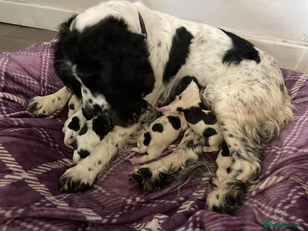 English Springer Spaniel dogs for stud: English Springer Spaniel For Stud - Health Tested in Kirriemuir - Advert 12
