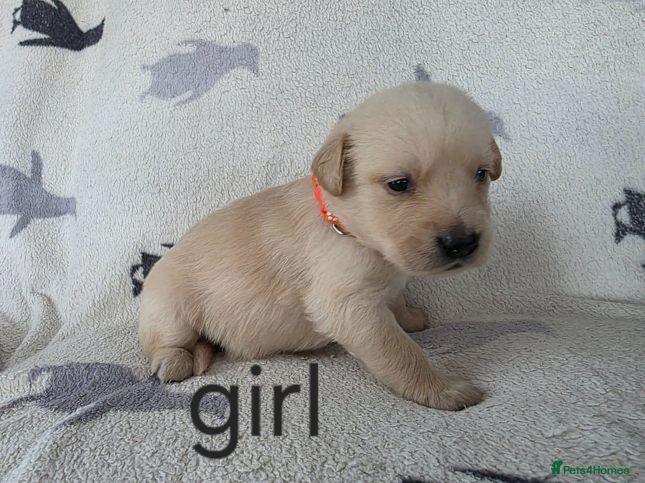 Goldador dogs for sale: retreiver puppys in Newport-on-Tay - Advert 8