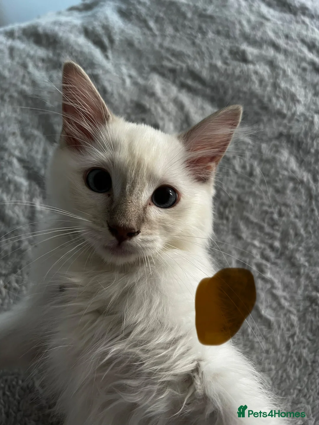 Ragdoll cats for sale: Purebred Ragdoll kittens - boys only - Ready Now! - Advert 7