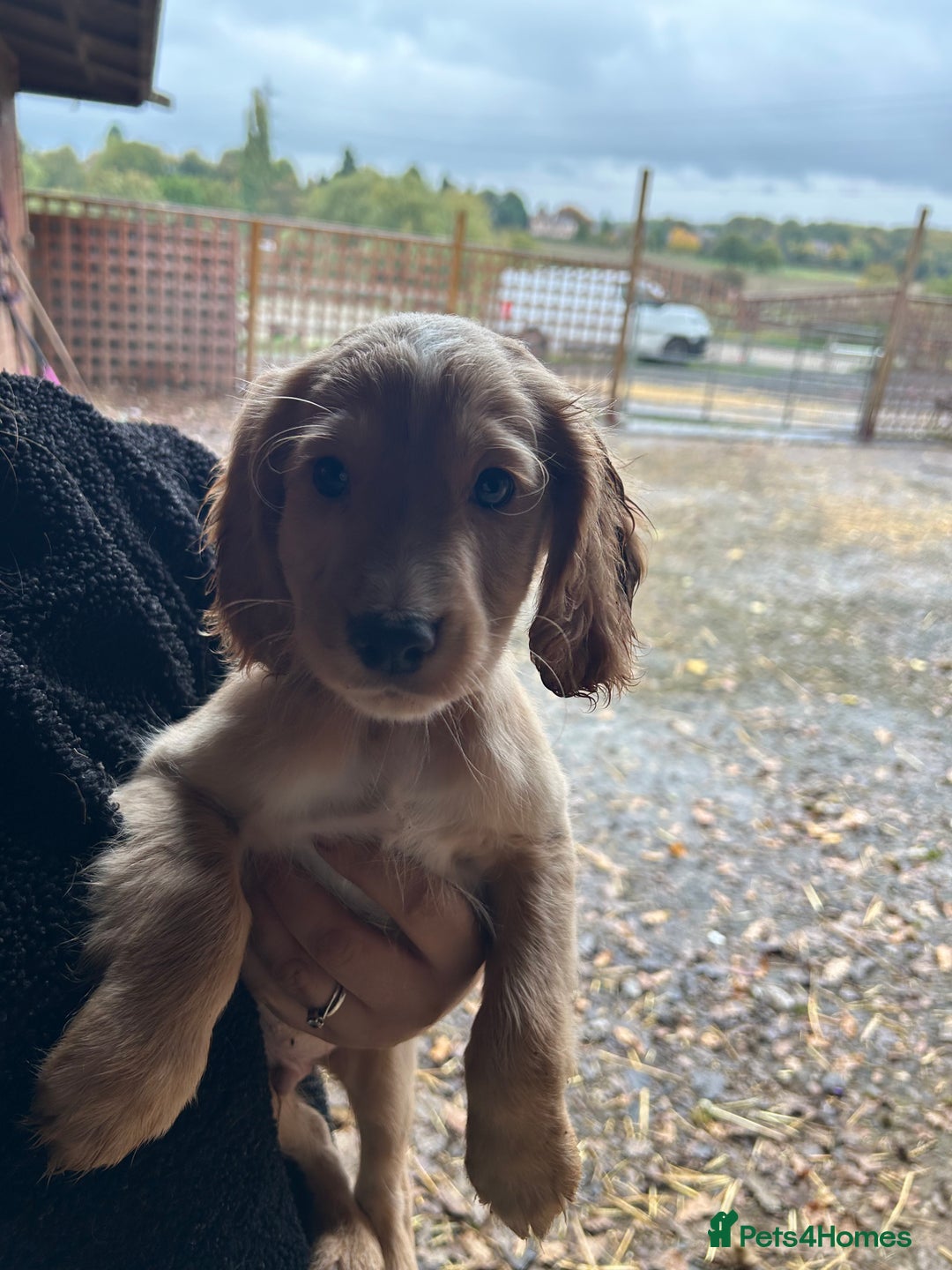 Cocker Spaniel dogs for sale: Beautiful cocker spaniel puppies❤️ - Image 7
