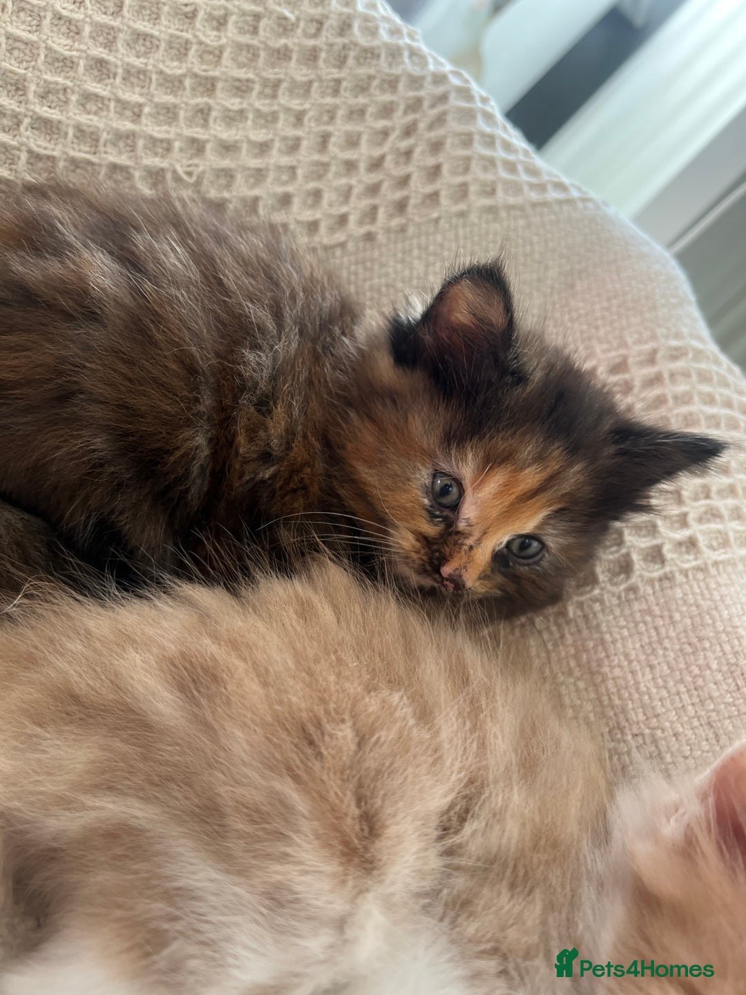 British Longhair cats for sale: Last kitten - Image 2
