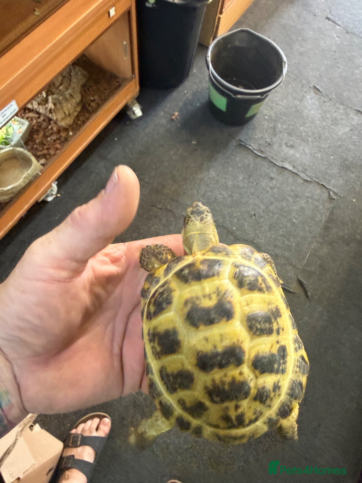 Hermann Tortoise reptiles 3 year old Horsfield Tortoises - Advert 2