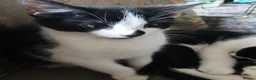 Mixed Breed cats for sale: Boys  - Advert 3
