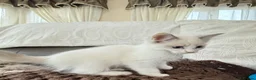 Ragdoll cats for sale: Beautiful RAGDOLL KITTENS  in Chichester - Advert 11