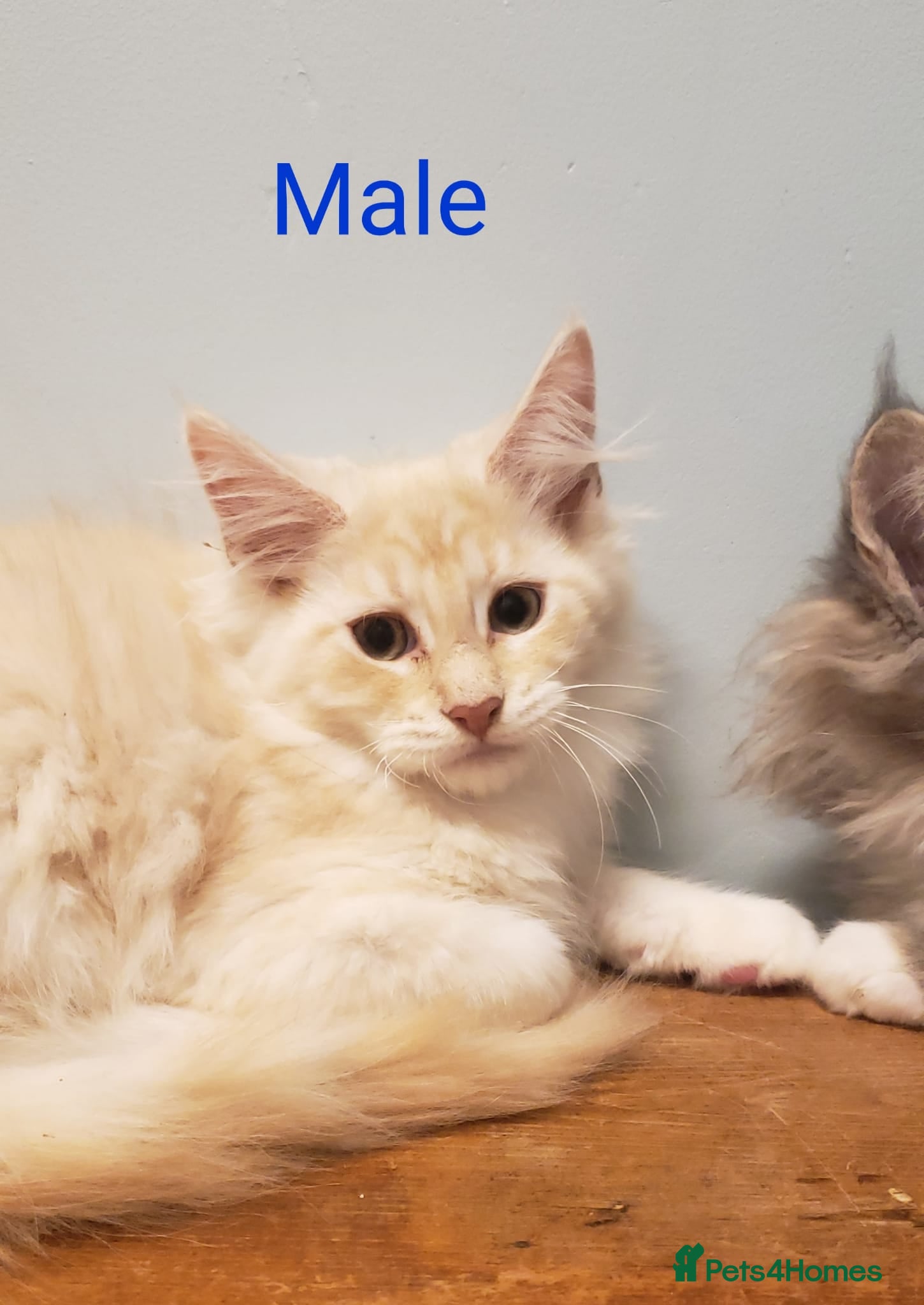 Maine Coon cats for sale: TICA Reg Maine Coon Kittens available now - Advert 2