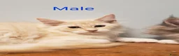 Maine Coon cats for sale: Pure Maine Coon Kittens Registered  - Advert 7