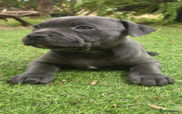 Staffordshire Bull Terrier dogs for sale: Pretty blue Staffy pups . - Advert 2