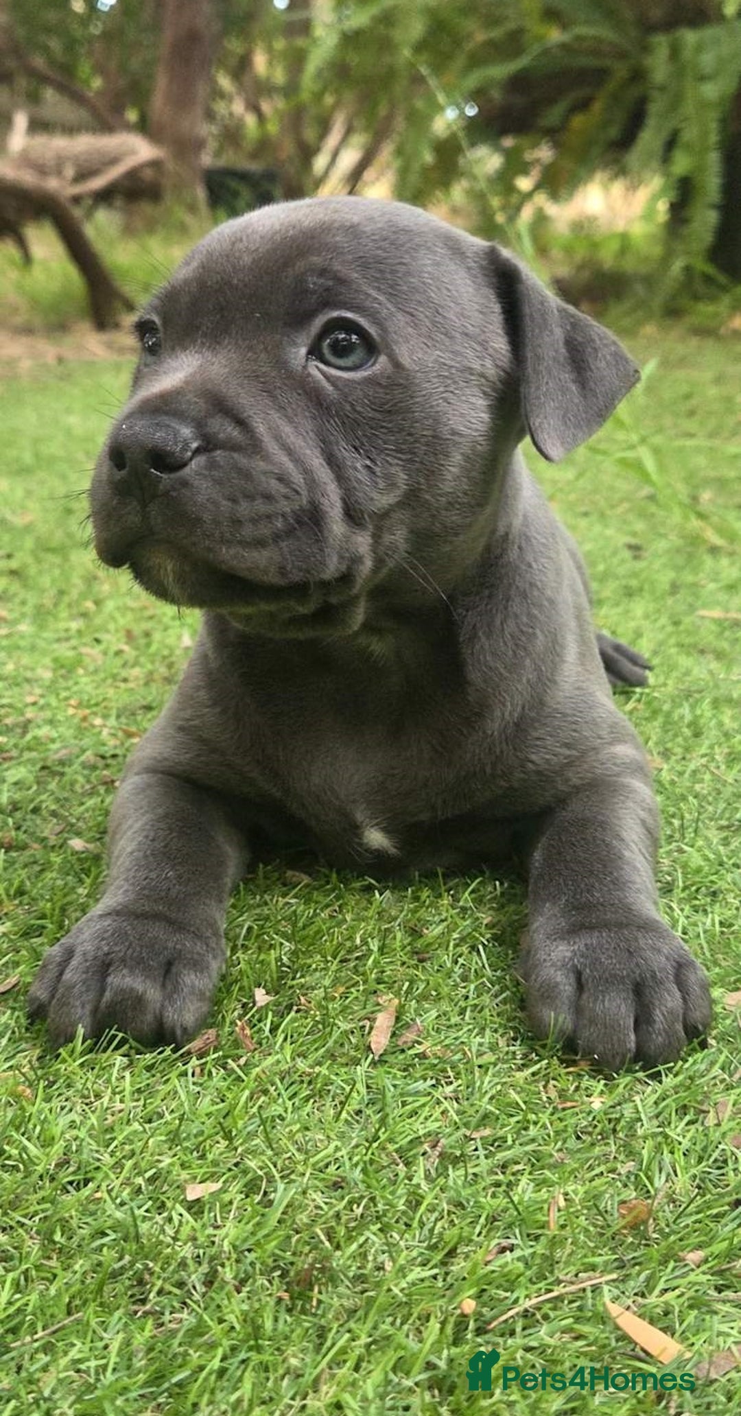 Staffordshire Bull Terrier dogs for sale: Pretty blue Staffy pups . - Advert 2