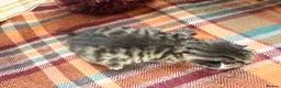 Mixed Breed cats for sale: Beautiful British Shorthaired Cross Kittens - Advert 11