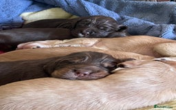 Cocker Spaniel dogs for sale: Working Cocker Spaniels - Advert 6