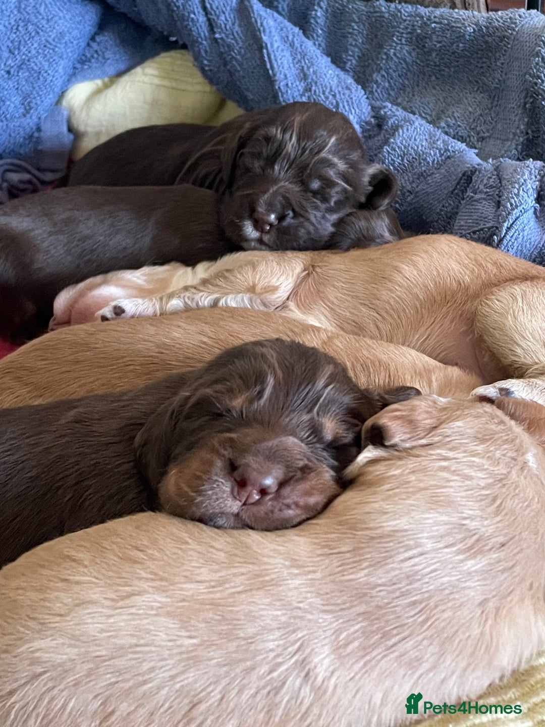 Cocker Spaniel dogs for sale: Working Cocker Spaniels - Advert 6