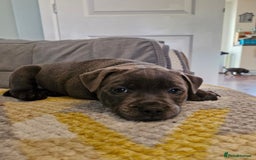 Staffordshire Bull Terrier dogs for sale: Blue Staffordshire Bull Terrier Puppies in Street - Image 12
