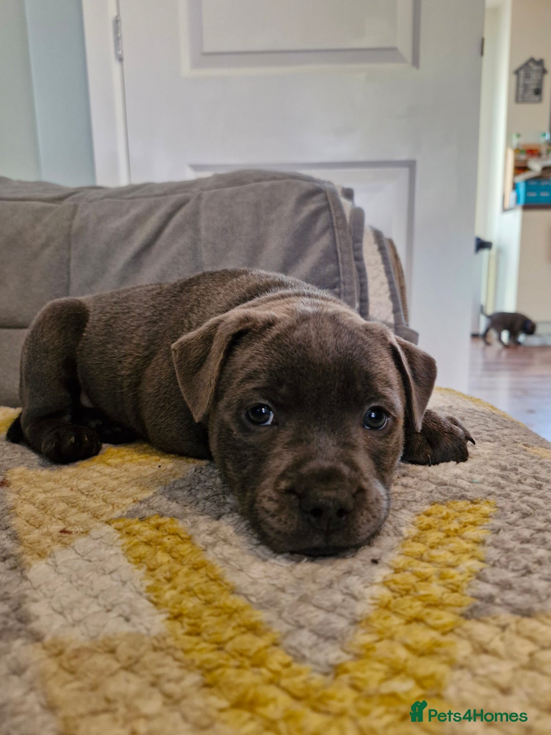 Staffordshire Bull Terrier dogs for sale: Blue Staffordshire Bull Terrier Puppies in Street - Image 12