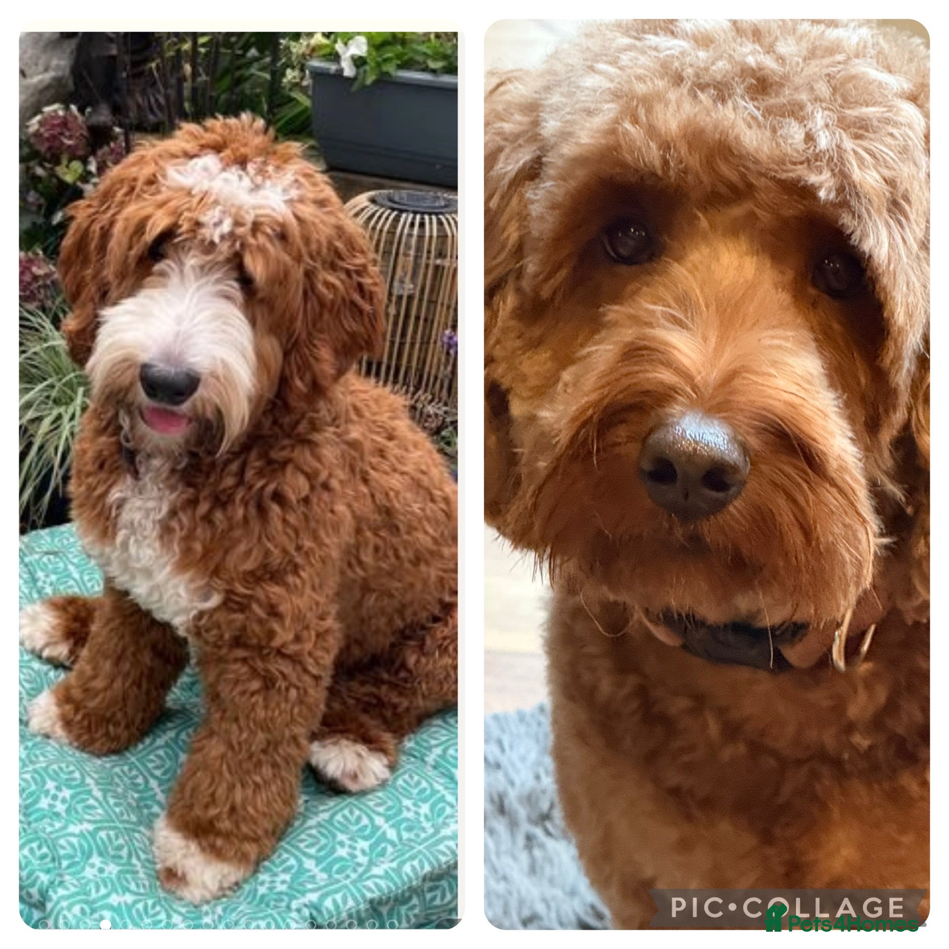 Goldendoodle dogs 🐶❤️Australian double doodles❤️🐶Waiting List - Advert 1
