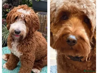 Goldendoodle dogs 🐶❤️Australian double doodles❤️🐶Waiting List - Advert 2