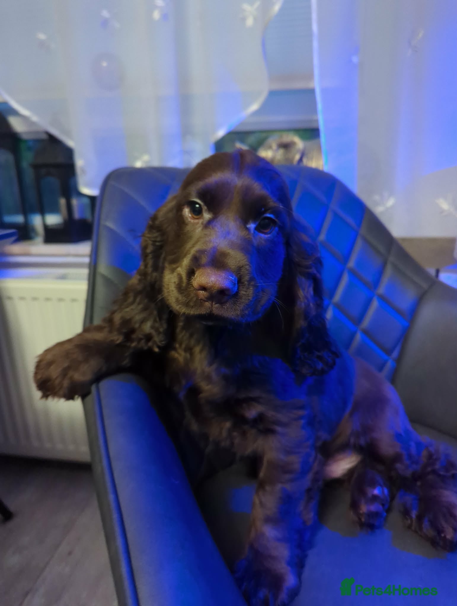 Cocker Spaniel dogs  Fantastic LEFT 2BOYS💙READY NEW HOME 🏡   - Advert 3