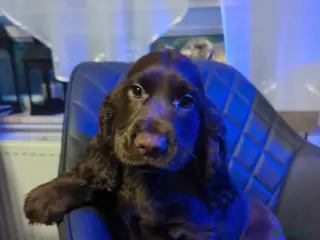 Cocker Spaniel dogs Fantastic LEFT 2BOYS💙READY NEW HOME 🏡 - Advert 3